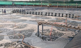 ทำไมคุณถึงต้องการโปรไบโอติกในฟาร์มของคุณ?