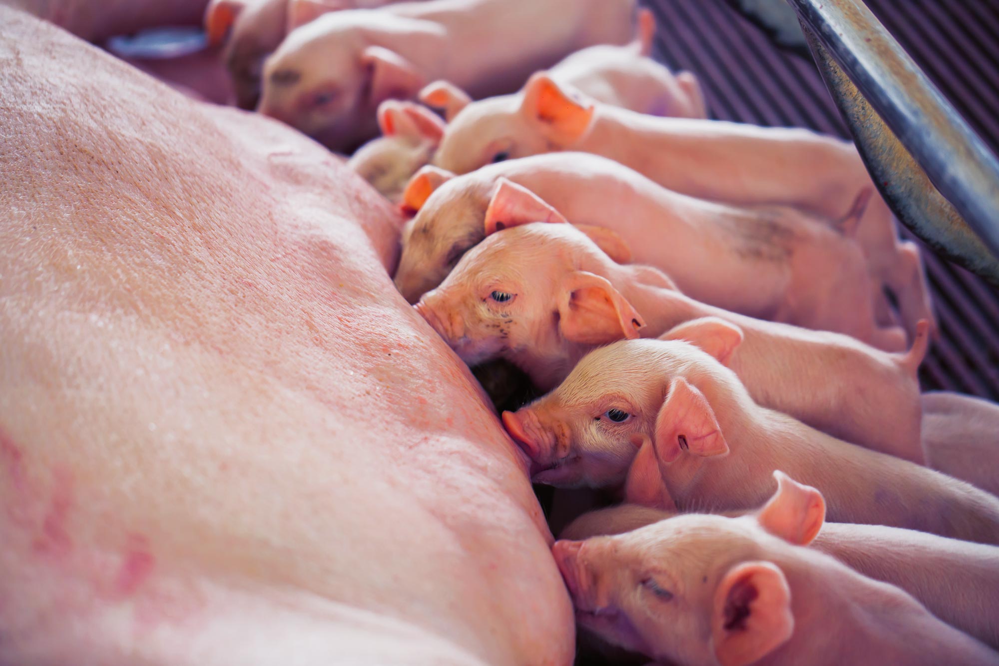 Healthy and strong piglets with Porcistart