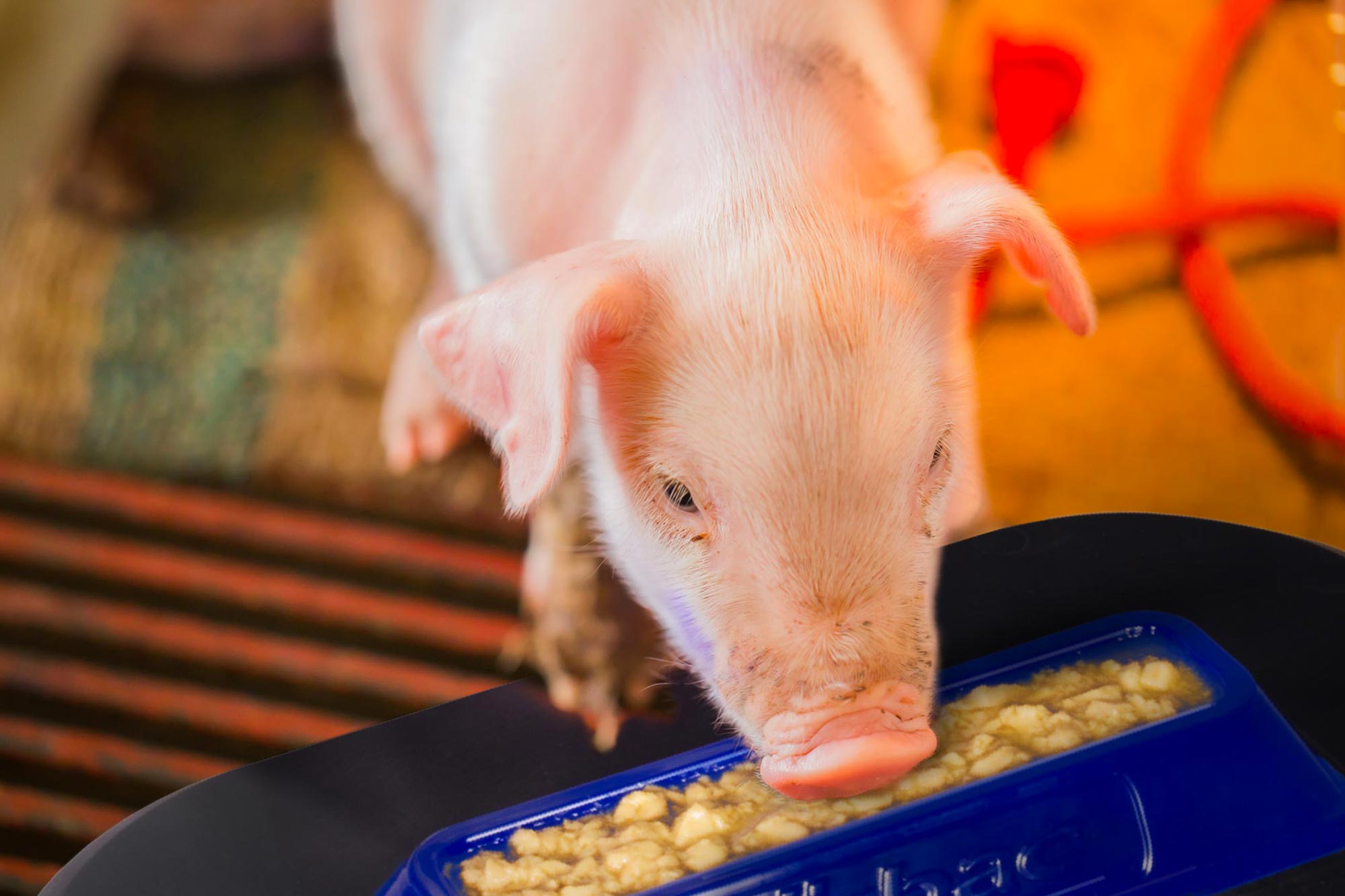 Porcistart reduces pre-weaning mortality and improve the weight of piglets at weaning