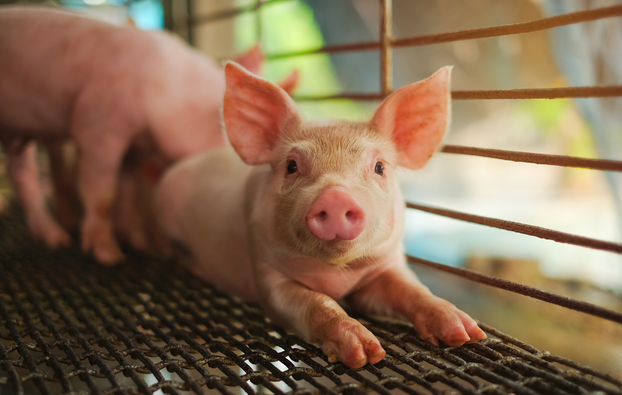 Porcistart_piglet.jpg
