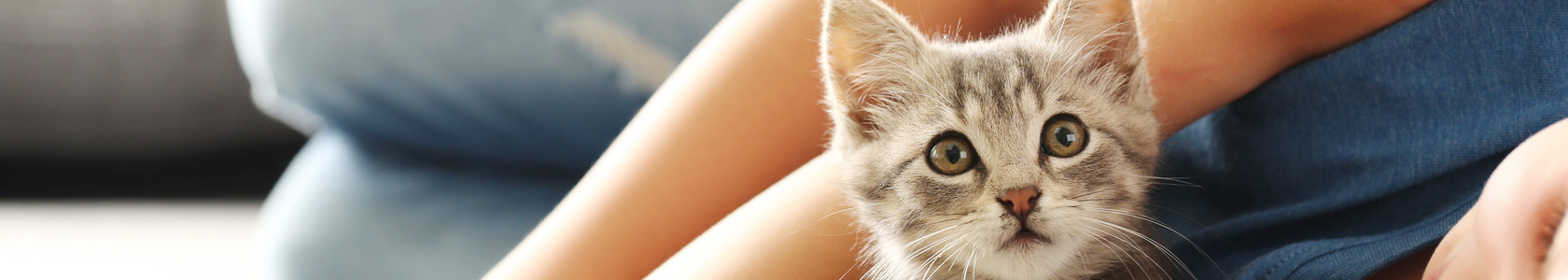 Child with kitten on grey sofa at home