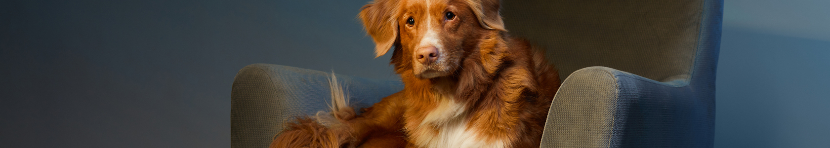 dog on a chair. nova Scotia duck tolling retriever in the studio. dog on a chair. nova Scotia duck tolling retriever in the studio.