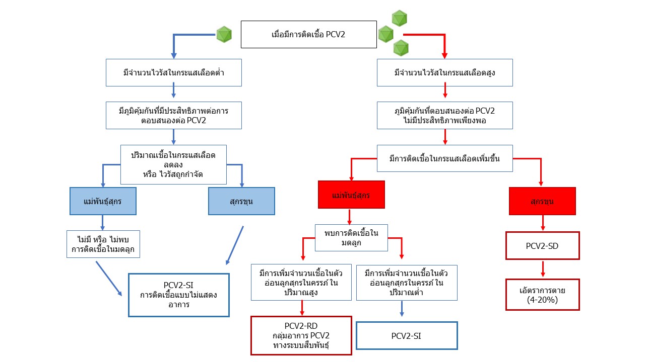 PCV2 infection model.jpg