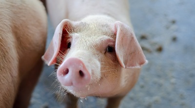 Pig 9.1-  400x221.jpg