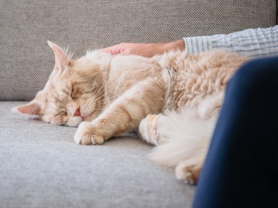 300x400Copy of A7R00143.jpg