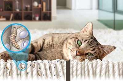 cat lying (400x263).jpg