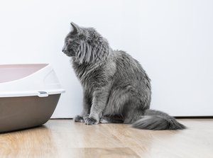 cat-sits-bowl-food-wooden-floor.(300x223).jpg