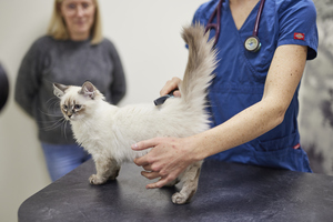 cat_in_vet_clinic_300x200