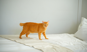 ทำไมแมวถึงปัสสาวะนอกกระบะทราย? 