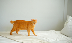 cat_on_bed_300x180