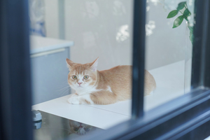 cat_window_300x200