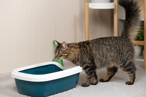 domestic-cat-is-accustomed-toilet-litter-box.300x200.jpg
