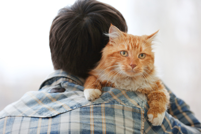 fluffy-red-cat-sitting-man-s-shoulder.400x267.jpg