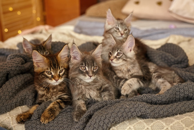group-6-cute-maine-coon-kittens-lying-grey-warm-blanket-1.400x267.jpg