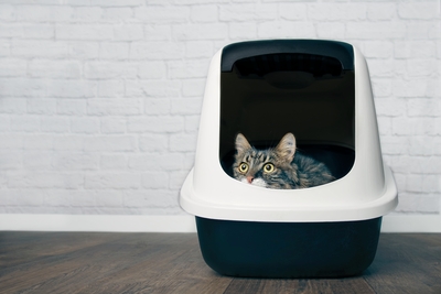 maine-coon-cat-looking-curious-out-litter-box_400x267.jpg