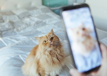 out-focus-photography-telephone-cat (350x250).jpg