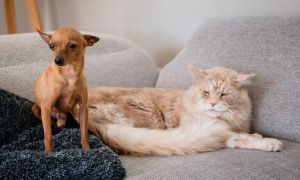 รู้จักปรสิตภายนอกร่างกายเจ้าตัวโปรด