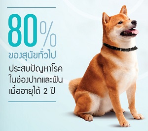 Dental 4 - 300x267.jpg