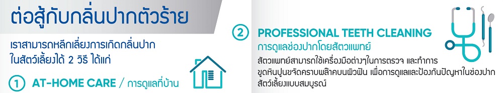 Dental 5 - 1000x186.jpg