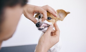 Dog 13 - 300x182.jpg