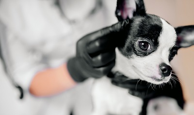 Dog 14 - 400x237.jpg (puppy at the vet, veterinary clinic)