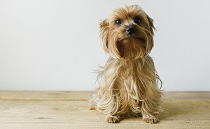 Dog-3-300x184.jpg