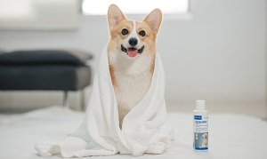 Dog G bath 2 - 300x179.jpg