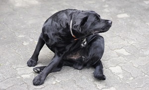 Itchy Black Labrador Dog Use His Leg to Scratch His