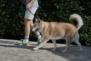 Medium_breed_dog_walk_outdoor