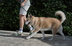 โรคพยาธิเม็ดเลือดในสุนัข