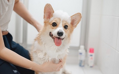 Shampoo 400.jpg