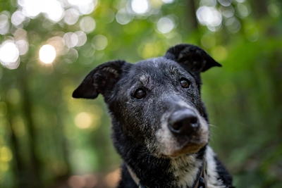 closeup-shot-old-dog-with-blurred-background.400x267.jpg
