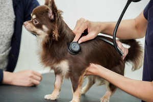 long_hair_chihuahua_vet_virbac