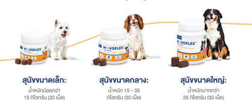 movoflex_lorikeet_09.500 crop.png