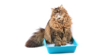 cat-sits-tray-with-filler-isolated-white-background-persian-cat.jpg