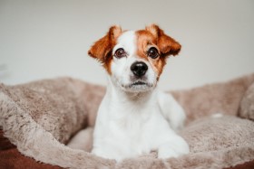 cute-small-jack-russell-dog-lying-his-bed-looking-into-camera.jpg