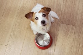 hungry-dog-food-with-red-empty-bowl-high-angle-view.jpg